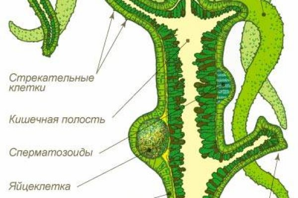 Кракен даркнет ссылка kraken link24 info