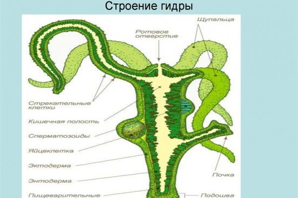 Как вывести деньги с kraken